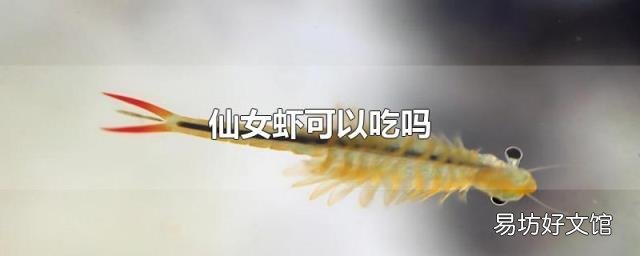 仙女虾可以吃吗