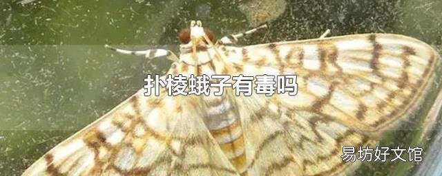 扑棱蛾子有毒吗