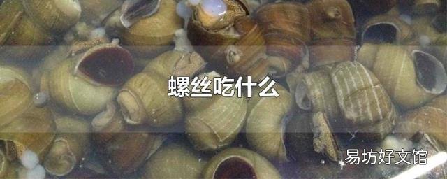 螺丝吃什么