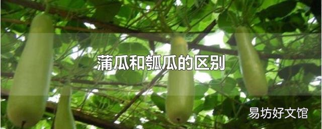 蒲瓜和瓠瓜的区别