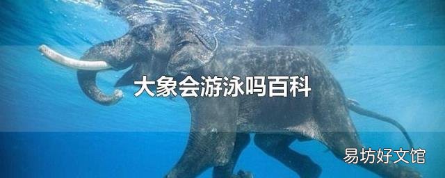 大象会游泳吗百科