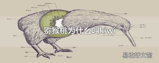 猕猴桃为什么叫kiwi