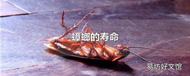 蟑螂的寿命