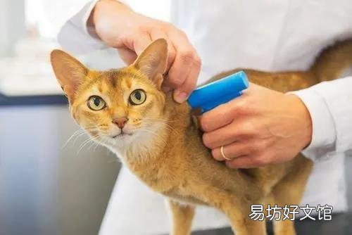 猫拉肚子但是精神很好(猫拉肚子吃什么药最好)