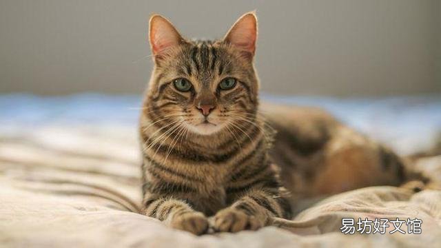 猫拉肚子但是精神很好(猫拉肚子吃什么药最好)