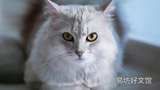 猫拉肚子但是精神很好(猫拉肚子吃什么药最好)