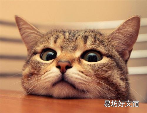 猫拉肚子但是精神很好(猫拉肚子吃什么药最好)