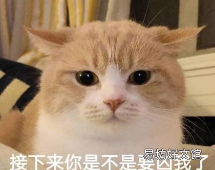 猫拉肚子但是精神很好(猫拉肚子吃什么药最好)