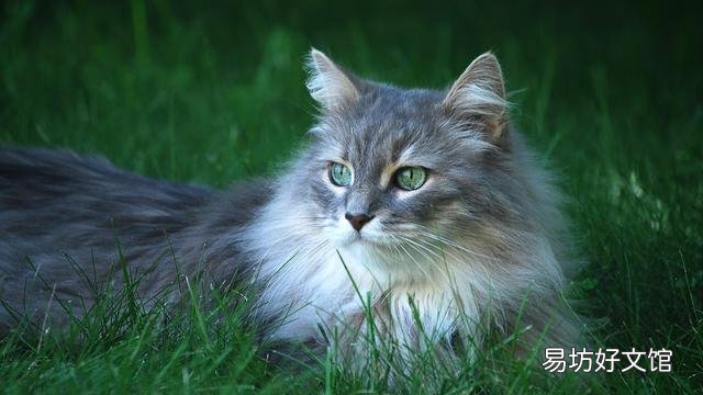 猫拉肚子但是精神很好(猫拉肚子吃什么药最好)