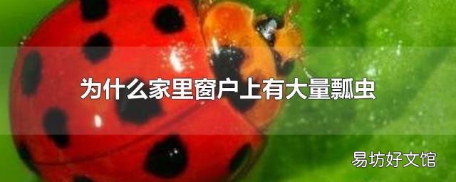 为什么家里窗户上有大量瓢虫