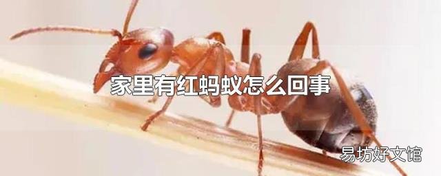 家里有红蚂蚁怎么回事