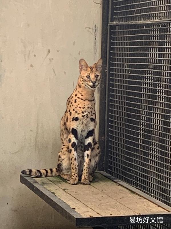 薮猫可以当宠物吗(薮猫可以在中国养吗)