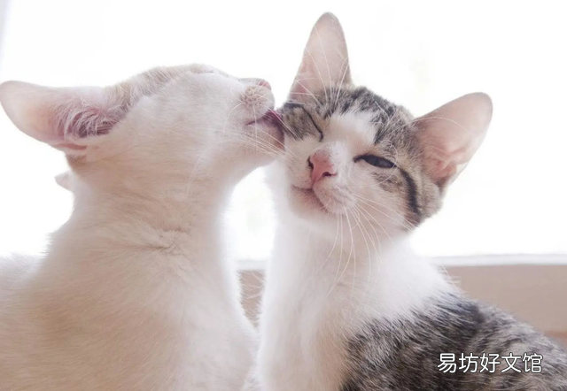 猫咪踩奶是什么意思(猫咪踩奶是什么行为)