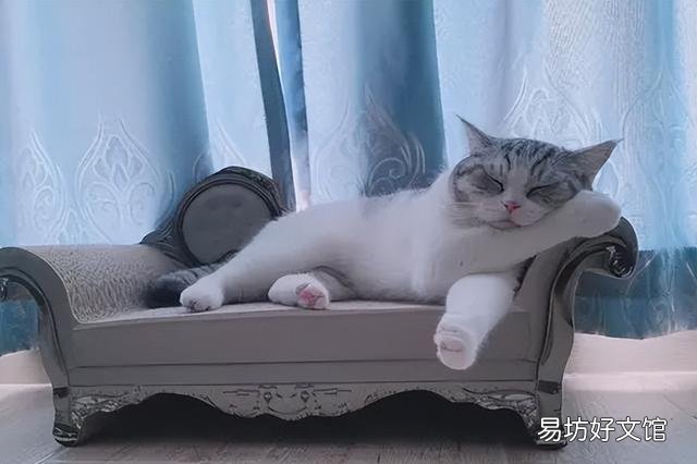 猫咪踩奶是什么意思(猫咪踩奶是什么行为)