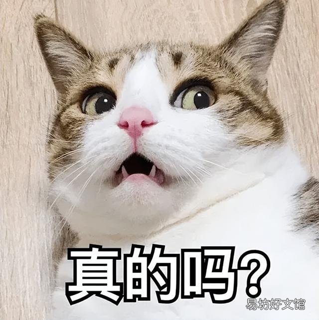 猫咪踩奶是什么意思(猫咪踩奶是什么行为)