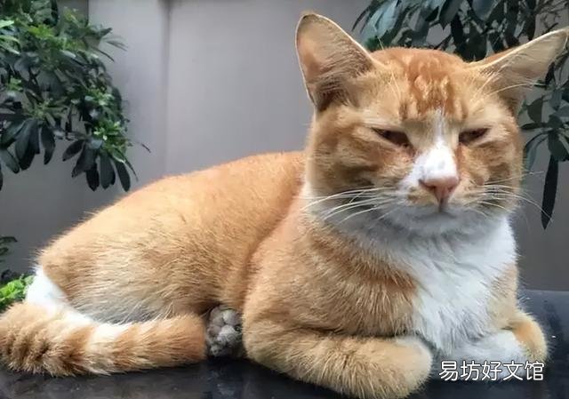 猫咪踩奶是什么意思(猫咪踩奶是什么行为)