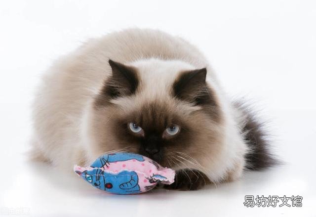 猫薄荷对猫有什么作用(猫薄荷对猫有危害么)