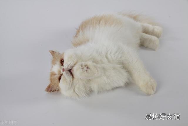 猫薄荷对猫有什么作用(猫薄荷对猫有危害么)