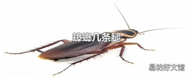 蟑螂几条腿