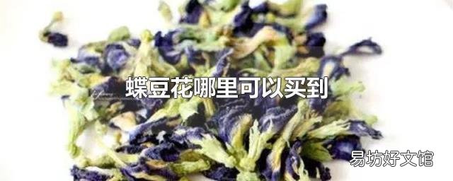蝶豆花哪里可以买到