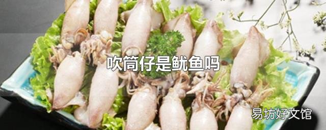 吹筒仔是鱿鱼吗
