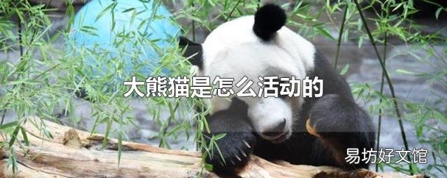 大熊猫是怎么活动的