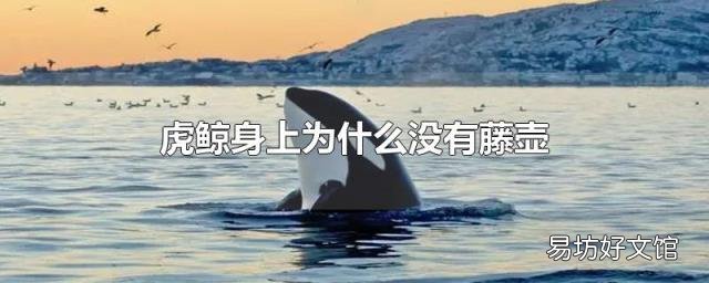 虎鲸身上为什么没有藤壶