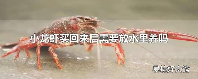 小龙虾买回来后需要放水里养吗