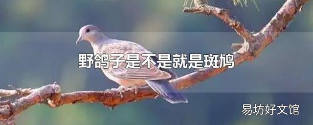 野鸽子是不是就是斑鸠