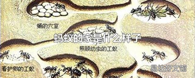 蚂蚁的家是什么样子