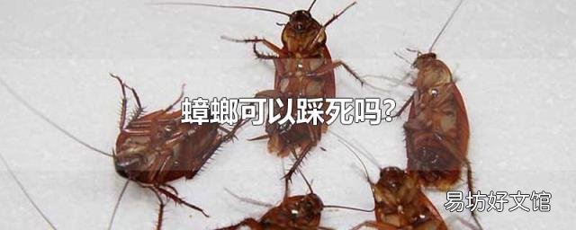 蟑螂可以踩死吗?