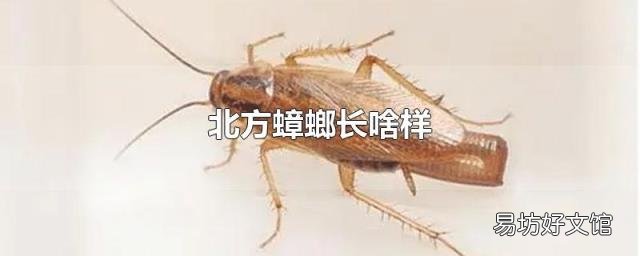 北方蟑螂长啥样
