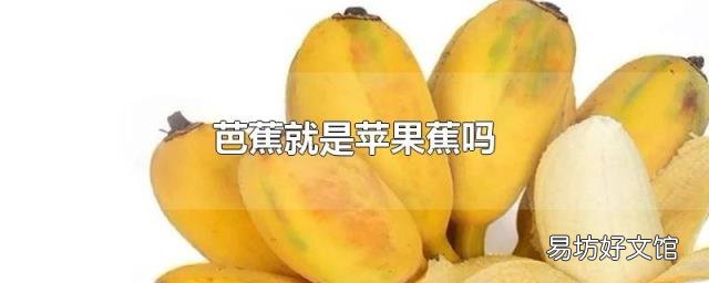 芭蕉就是苹果蕉吗
