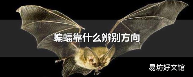 蝙蝠靠什么辨别方向