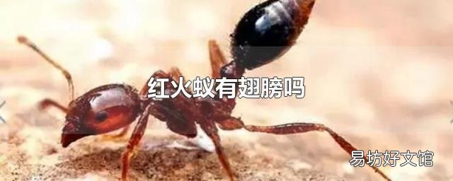 红火蚁有翅膀吗