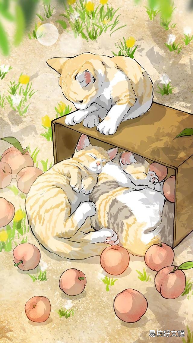 小猫的图片(小猫的图片大全)