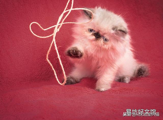 小猫的图片(小猫的图片大全)