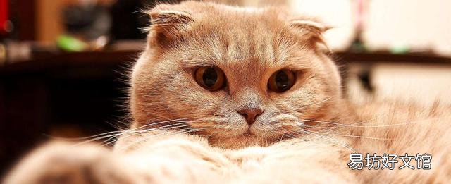 小猫的图片(小猫的图片大全)