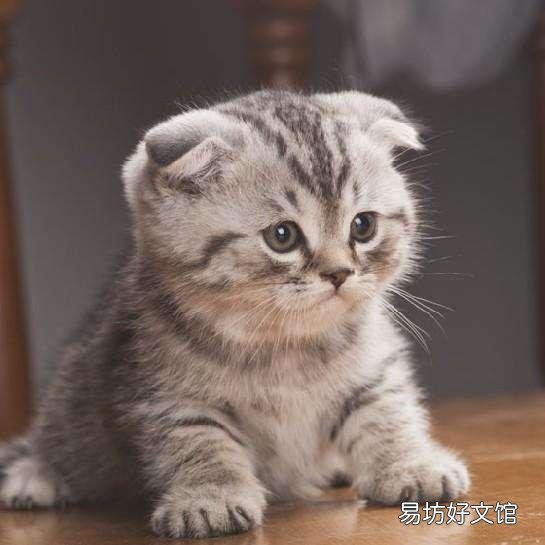 小猫的图片(小猫的图片大全)