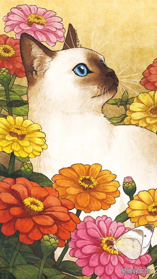 小猫的图片(小猫的图片大全)