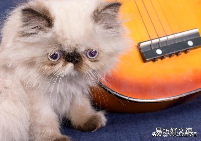 小猫的图片(小猫的图片大全)
