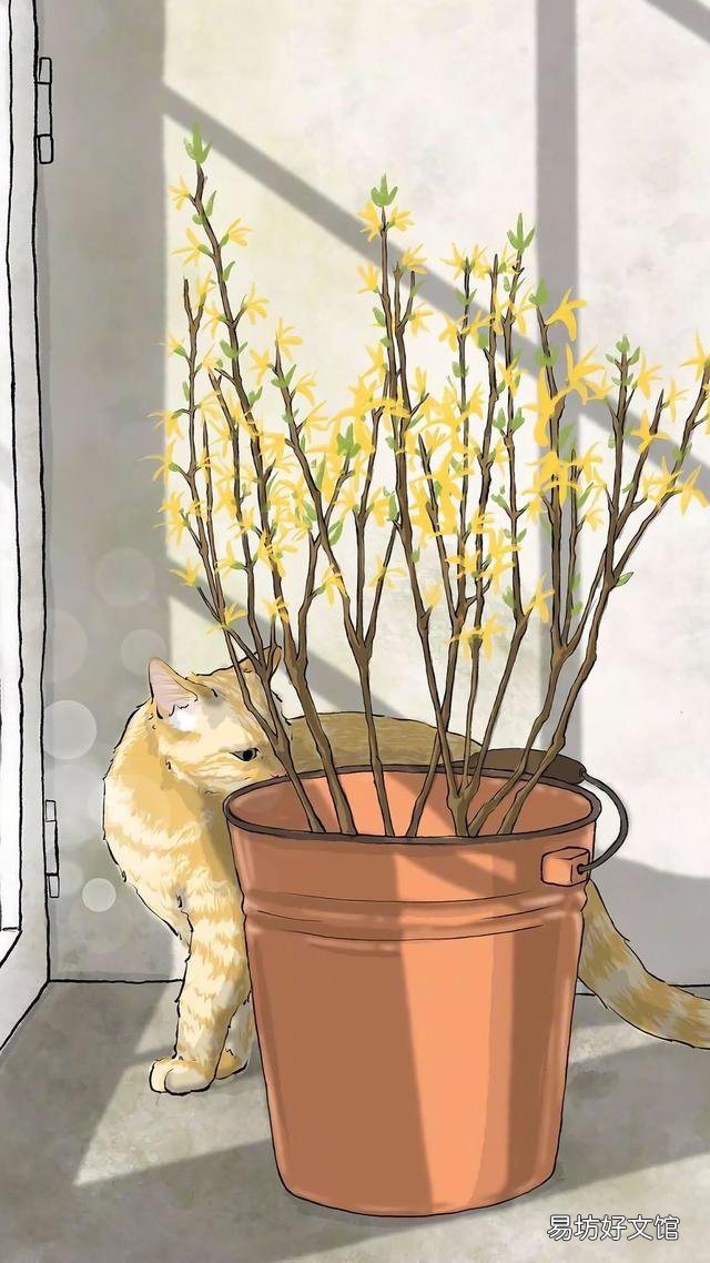 小猫的图片(小猫的图片大全)