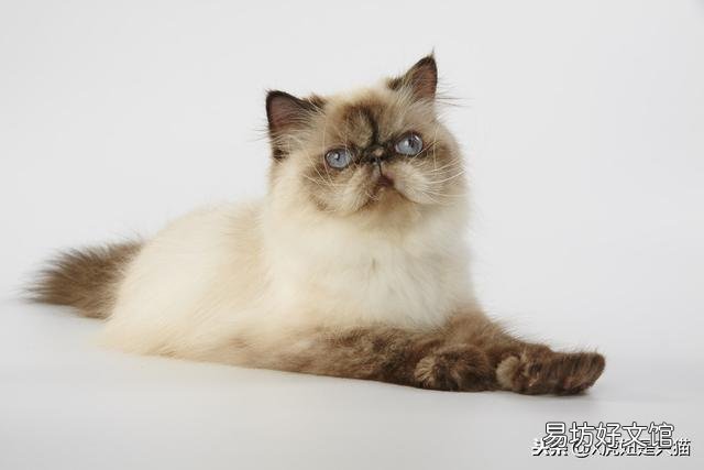 小猫的图片(小猫的图片大全)