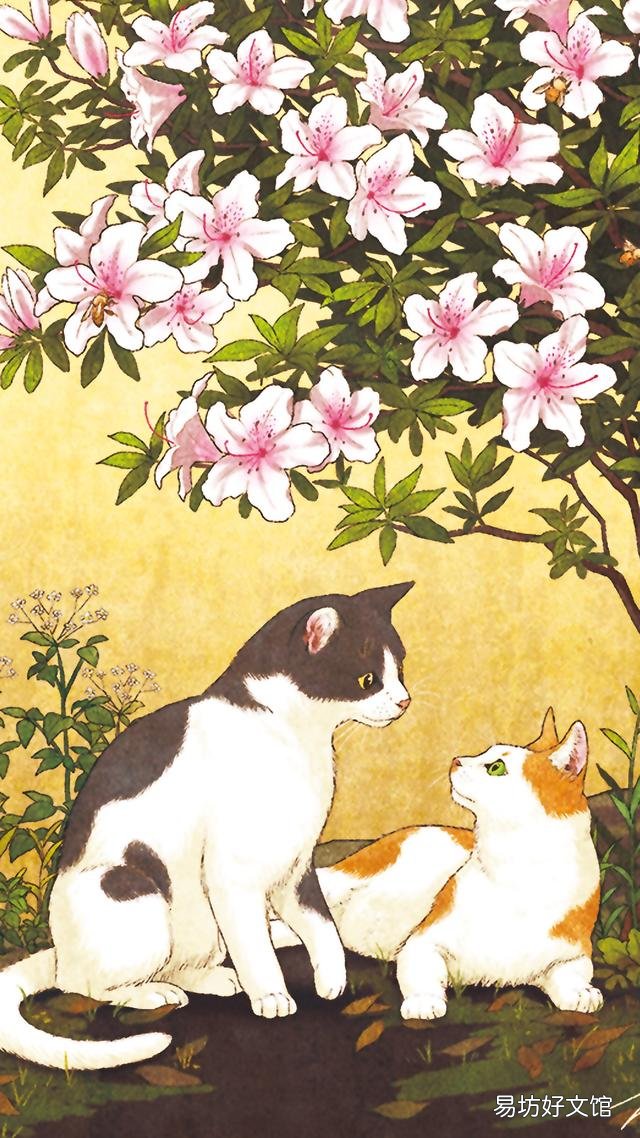 小猫的图片(小猫的图片大全)