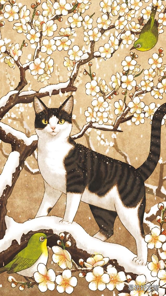 小猫的图片(小猫的图片大全)
