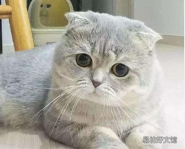 小猫的图片(小猫的图片大全)