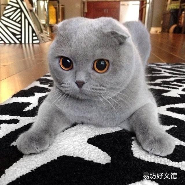 小猫的图片(小猫的图片大全)
