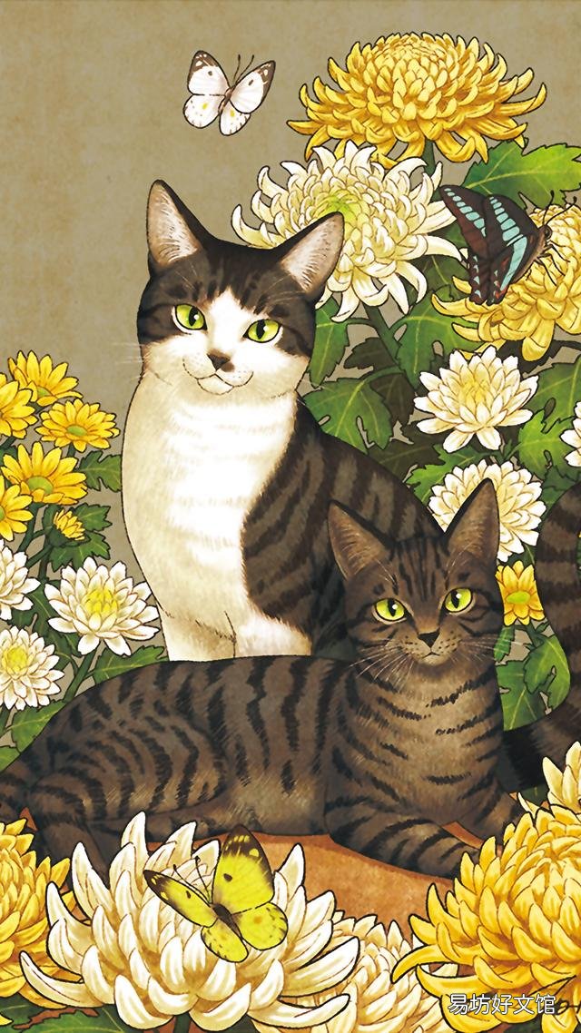 小猫的图片(小猫的图片大全)
