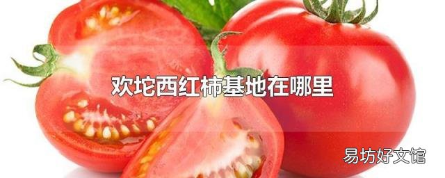 欢坨西红柿基地在哪里