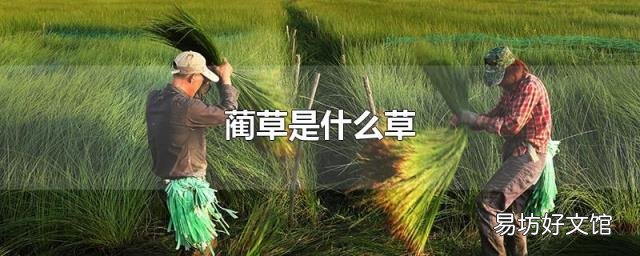 蔺草是什么草